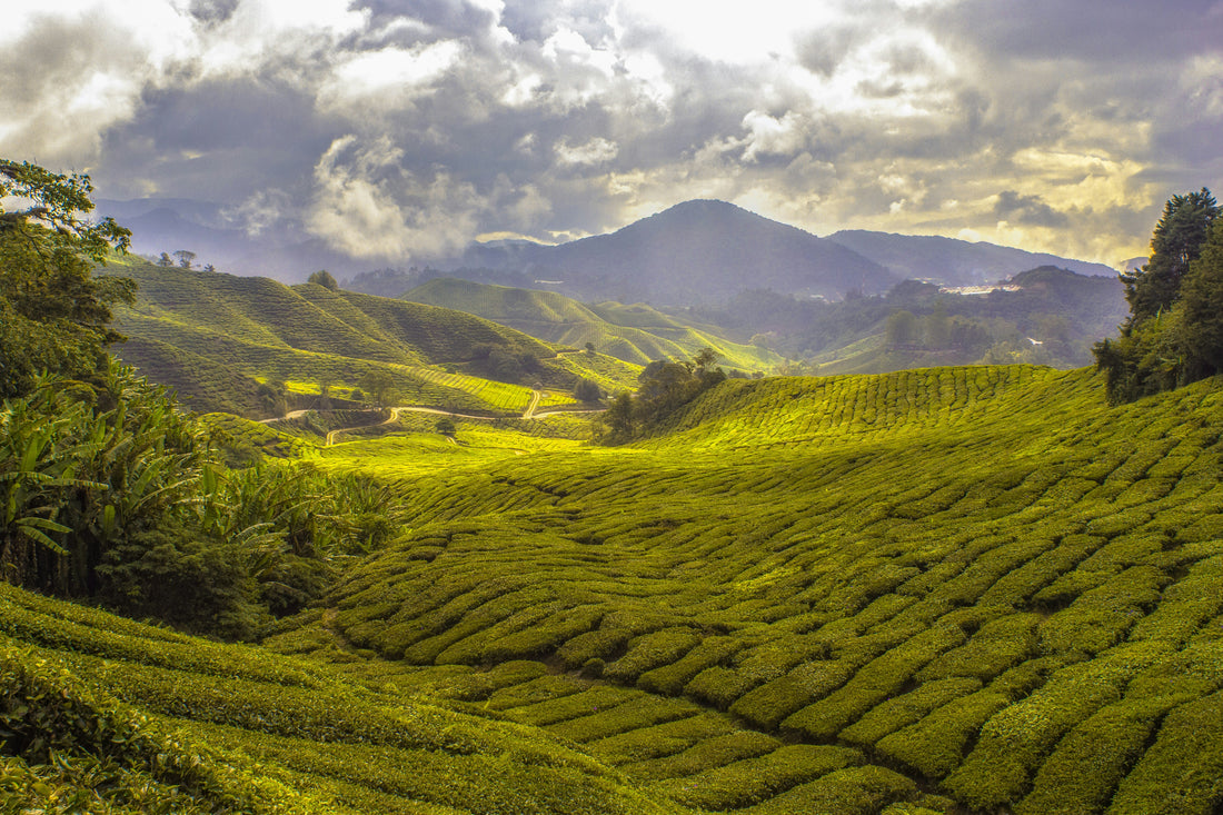 From Ceylon's Hills to Britain's Breakfast Tables: The Journey of English Breakfast Tea