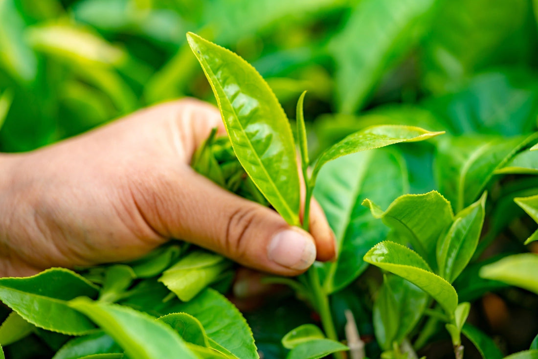 The Rhythm of the Seasons: Understanding Tea Harvests